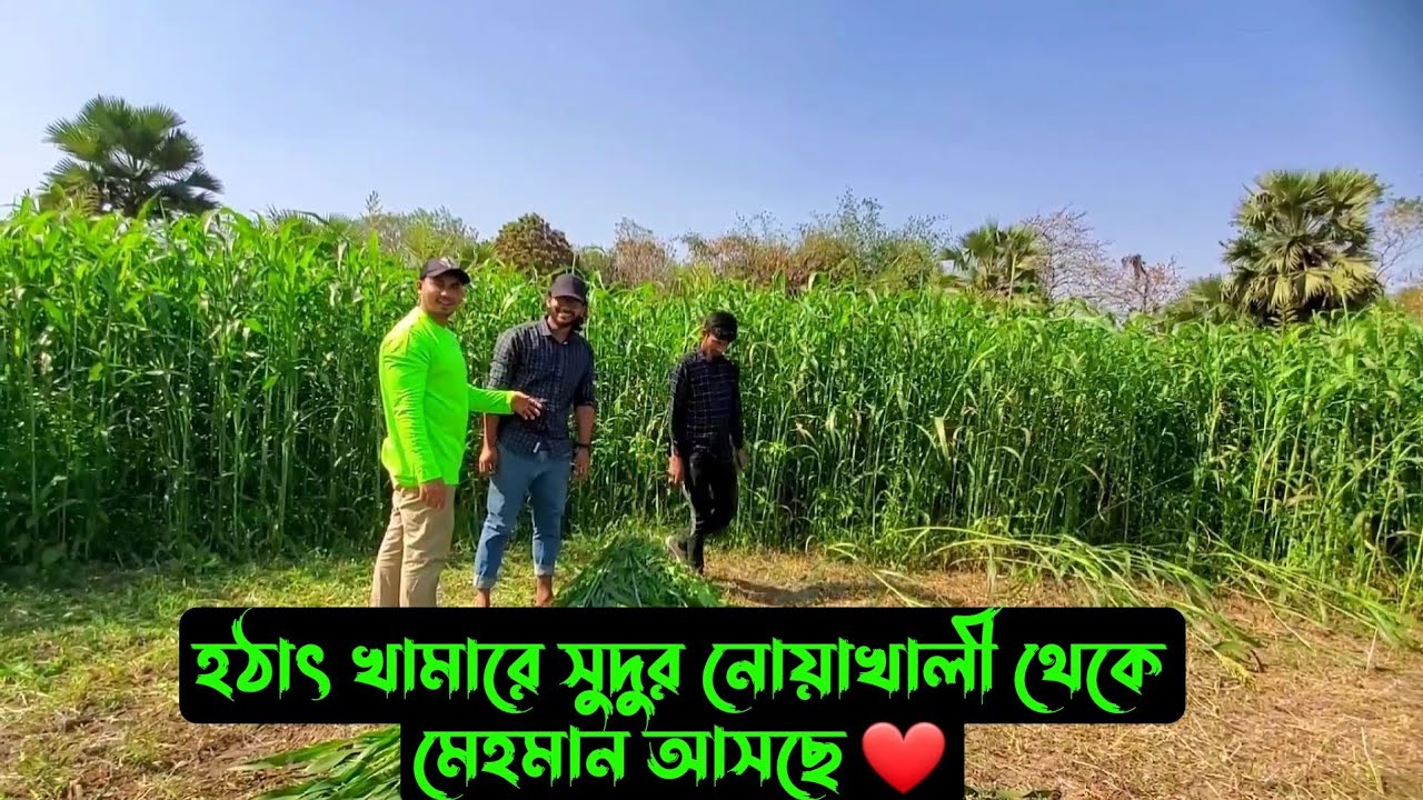 হঠাৎ খামারে সুদুর নোয়াখালী থেকে মেহমান আসছে ❤
