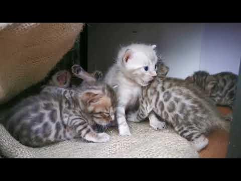 Anak kucing Bengal usia satu bulan - YouTube