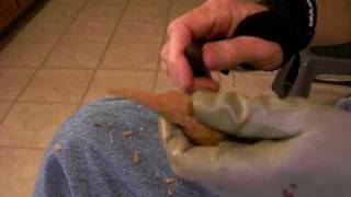 Whittling The Simple Shore Bird Part 3