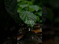 قل من يرزقكم من السماء والأرض🌹 #تلاوةمختارة 🌴 القارئ ابراهيم شرف