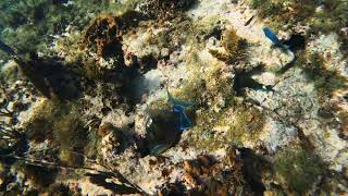 Queen triggerfish, one of the most beautiful fish in the ocean | Puerto Rico