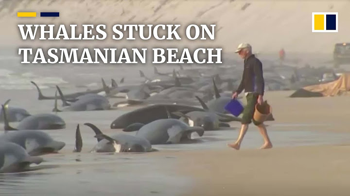 Hundreds of whales stranded along beach in Australian state of Tasmania
