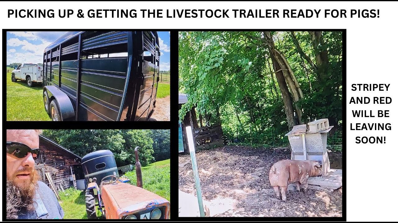 Picking Up the Livestock Trailer and Getting it Ready to Haul Pigs This