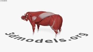Pig Muscular System 3D model by 3DModels.org