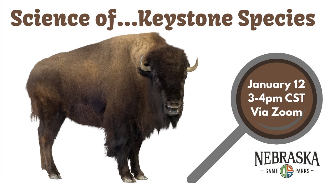 12 Examples of Keystone Species