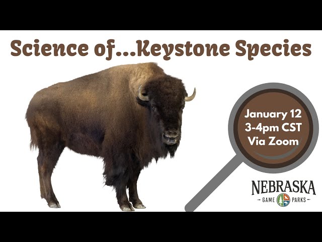 12 Examples of Keystone Species