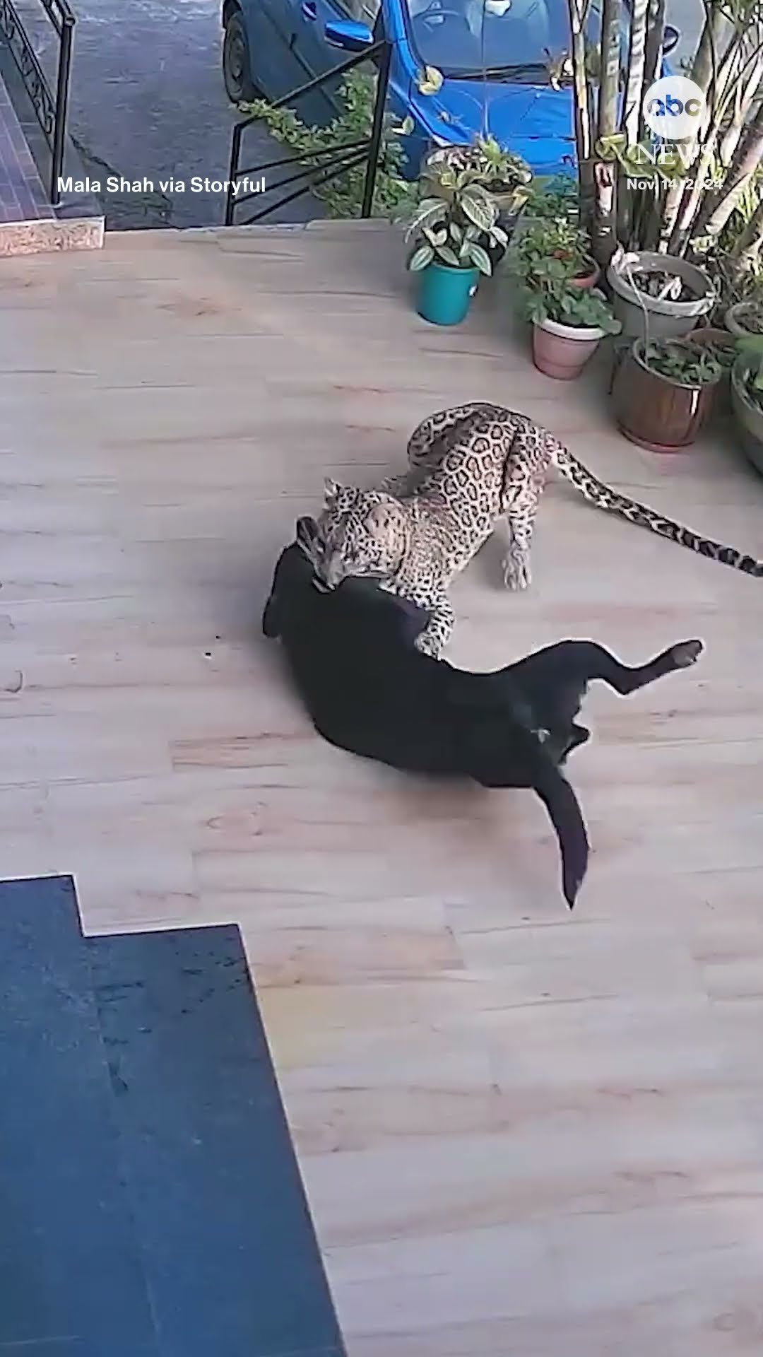 Dog ‘completely fine’ after being attacked by a leopard in India