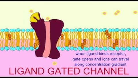 AP1: NEURON: LIGAND GATED CHANNELS