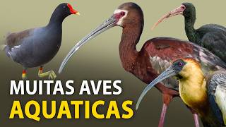 AVES AQUÁTICAS: Passarinhando em um LAGO URBANO | Marrecas, jaçanãs, curicacas e mais! by Planeta Aves 208,372 views 7 days ago 10 minutes, 12 seconds