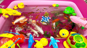 D🦞🦛Động Vật Dễ Thương,Cá Mập,Cá Heo,Cá Đuối,Cua,Tôm,San Hô,Thằn Lằn,Sứa,Bọ Ngựa,Chuồn Chuồn,Animas