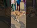 Kolhapur dog race 🚀😱 || kolhapur dog racing / dog race maharashtra || #shorts #arfyads