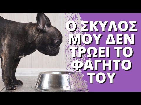 Βίντεο: Πώς να ταΐσετε το σκυλί με Megaesophagus