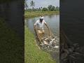 Farmer’s Fish Harvest – Fresh Catch from the Pond 🐟🌾