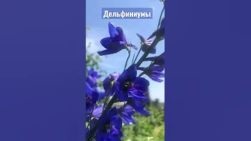 Дельфиниумы