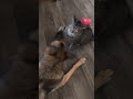 Funny Cat And Dog Fights Shorts