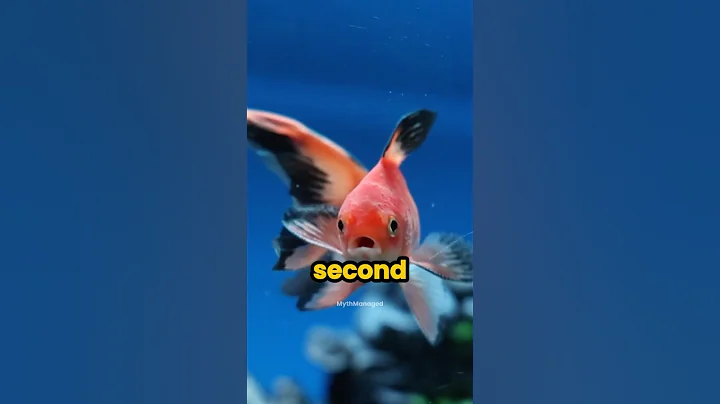 Can goldfish only remember things for 3 seconds? #shorts