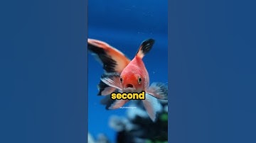 Can goldfish only remember things for 3 seconds? #shorts