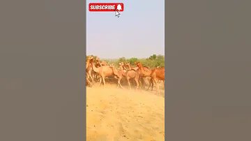 Camel's🐫gang with the Desert Dance Crew in Jingle Bell Rock #animals #camelsound #shortvideo #viral