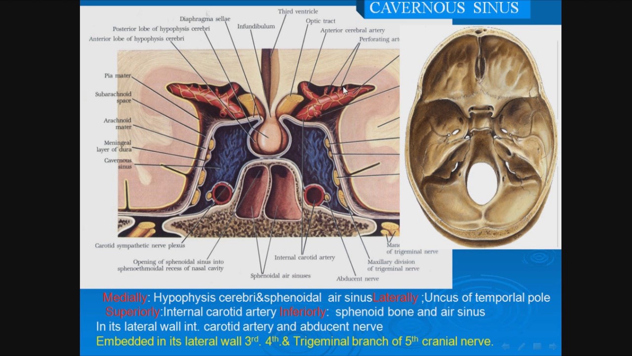 25 Cavernous sinus - YouTube