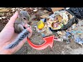 HELPLESS BABY SQUIRREL FOUND INJURED IN TRASH PILE ! WHAT HAPPENED ?!