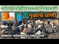 शेळ्यांना पाजा गुळाचे पाणी आठवड्यातून एकदा | bhopale shelipalan farm  #shelipalan #शेळीपालन