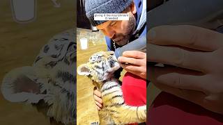 A kind-hearted man took in a helpless tiger cub