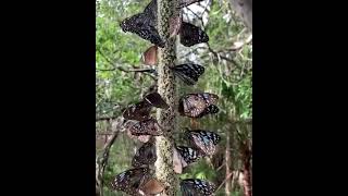 Árvore borboletas @CrisSunLife #butterfly #nature  #tree