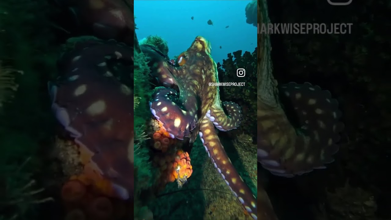Great weather, great dives and great science