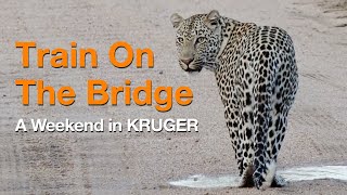 A Weekend in KRUGER | The Train On The Bridge