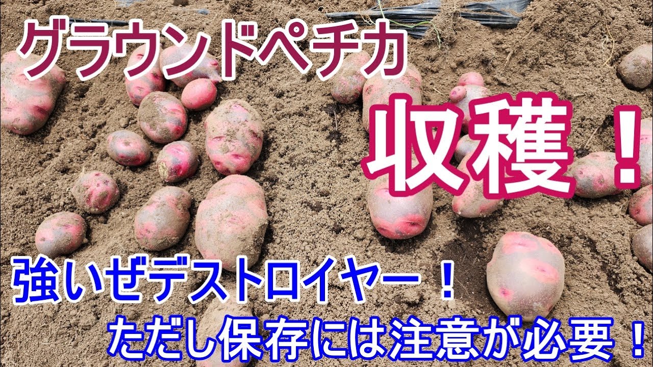 花が咲いてるけど梅雨前に収穫！【グラウンドペチカ】他の春ジャガは1/3廃棄してゲンナリ⤵さて、デストロイヤーはどうかな？