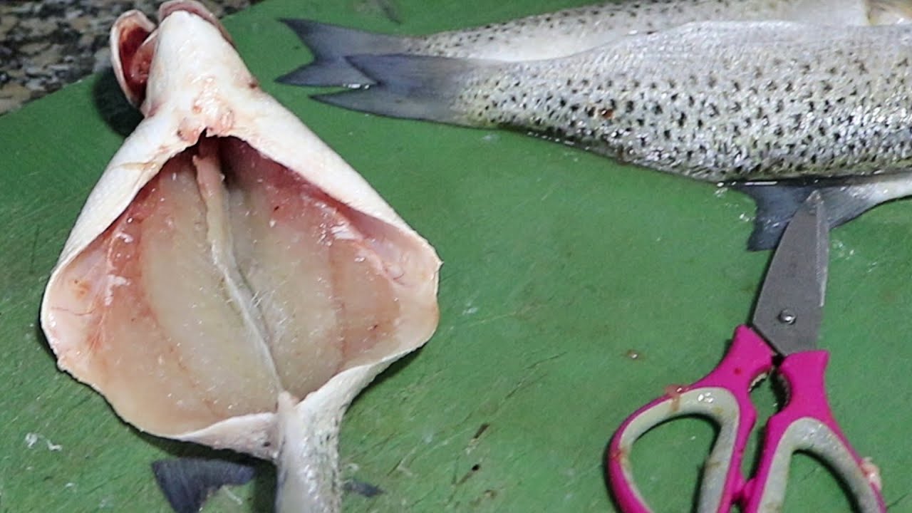 GET FISH WITH NO BONES: Spotted Sea Trout Bones Removal 