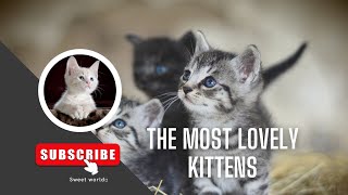 The most lovely kittens in the world | Angel kittens by Sweet world🐾 3,262 views 1 year ago 1 minute, 55 seconds