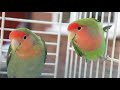 Lovebirds HD