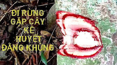 cây kê huyết đằng và cây cỏ máu giống và nhau như thế nào.