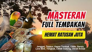 Masteran Kombinasi Tembakan Kasar Untuk Semua Jenis Burung Lomba