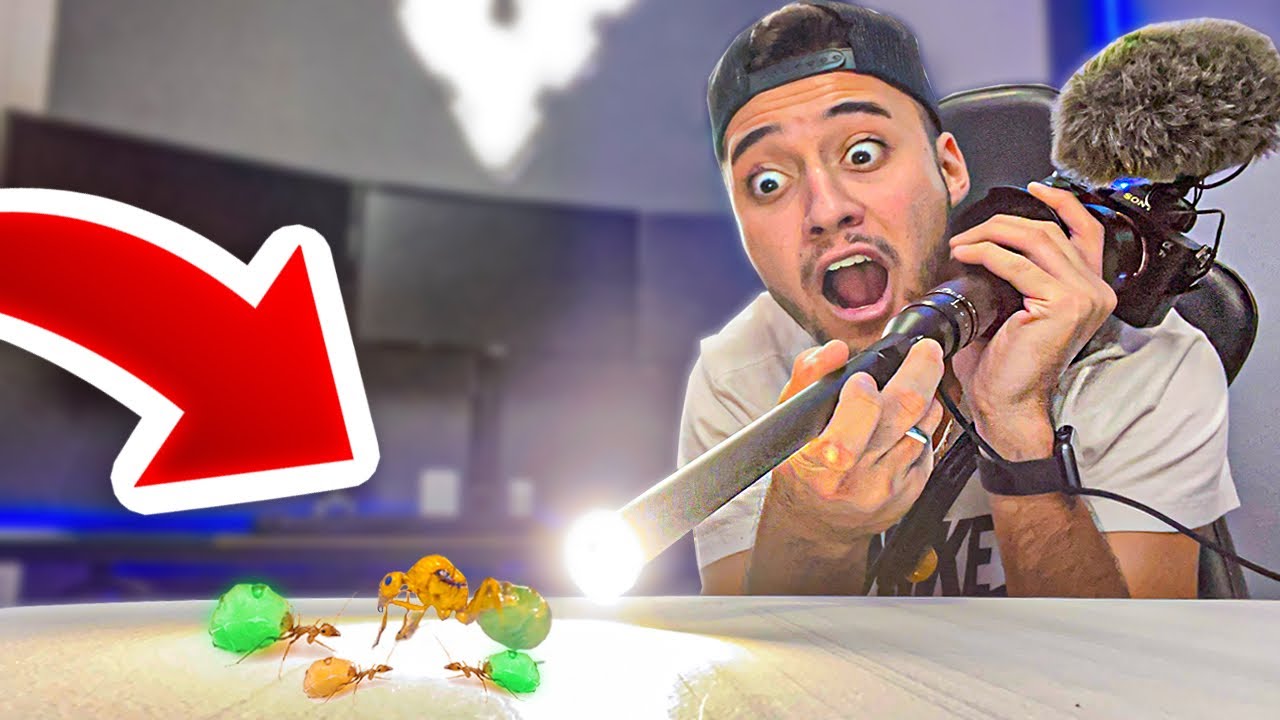 MINHAS FORMIGAS POTE de MEL ESTÃO FICANDO GIGANTES