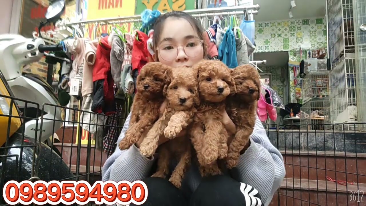 mua chó hà nội Update 2022 Bán chó poodle giá rẻ tại Hà Nội | mua chó poodle rẻ đẹp tại đây #poodle #chópoodlegiá4triệu