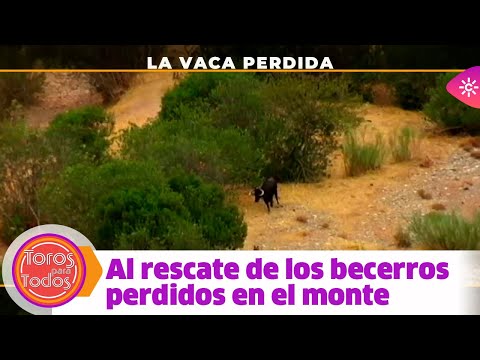 Toros para todos |Trasladar a las vacas que se ocultan en el monte es una auténtica odisea