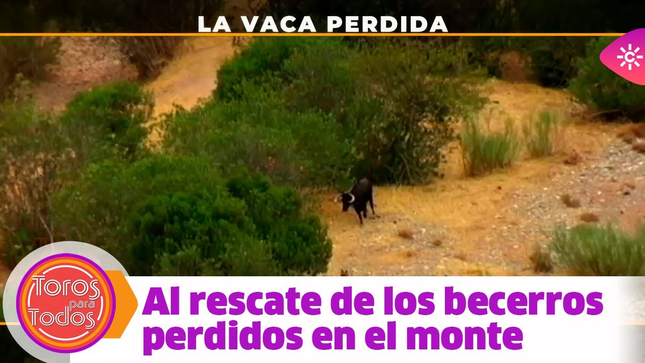 Toros para todos |Trasladar a las vacas que se ocultan en el monte es una auténtica odisea