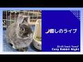 【癒しライブ】うさぎのウルフねむねむ定点 🌙 まったり夜時間|Cozy Rabbit Night (No Talk)