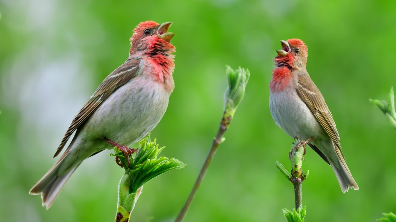 Scarlet-Throated Bird Singing ~ Common Rosefinch (Carpodacus erythrinus)