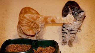 Try Not To Laugh With These Funny Pets 😹😍 by Fluff Town 3,122 views 6 months ago 20 minutes