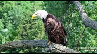Decorah Eagles 7-16-19, 9 am Mom, Sub adult on the Y