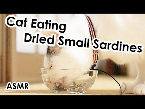 ASMR:Cat Eating Dried Small Sardines　猫の咀嚼音：煮干し