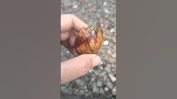 cứu con ốc bị thương #shorts ốc sên