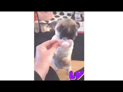 Wee Meme TikTok Compilation  Animals Version (Try Not To Laugh )