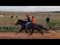 Magnus Toy (American Trotter) em marcha no estado do Ceará.