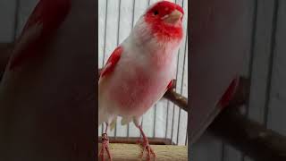 MOSAIC CANARY SINGING #canarybirds #birds #petanimals #animals #goldfinchsinging #birdsounds #nature