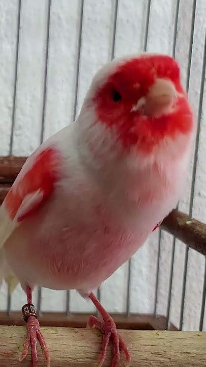 MOSAIC CANARY SINGING #canarybirds #birds #petanimals #animals #goldfinchsinging #birdsounds #nature