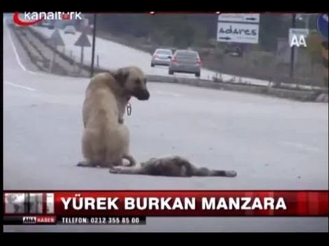 泣ける 母犬の愛 お願い子犬を助けてと 心が痛いthe Mother Dog Is Desperate And Asking For Help Youtube 泣ける 母犬の愛 お願い子犬を助けてと 心が痛いthe Mother Dog Is Desperate And Asking For Help Youtube